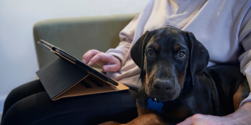 vetformacion inscripcion curso auxiliar veterinario
