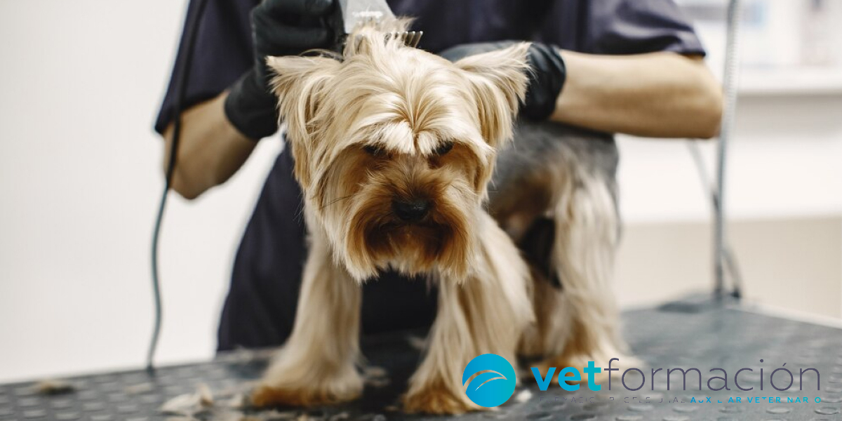 curso peluquería canina