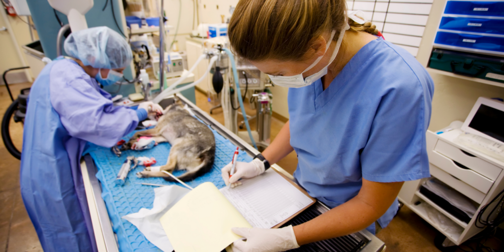 Auxiliar Clínico Veterinario