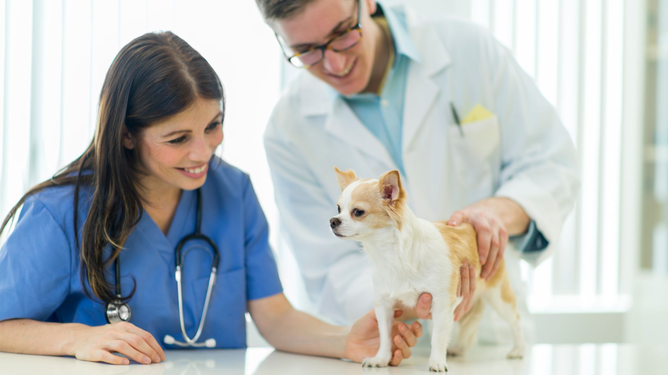 curso de auxiliar técnico veterinario
