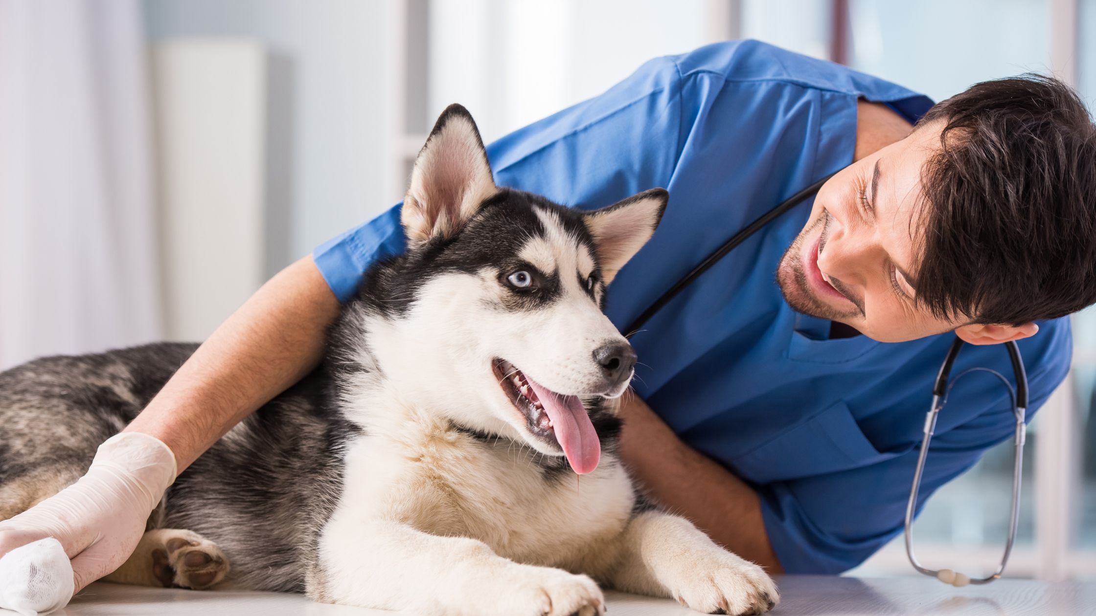 curso de auxiliar técnico veterinario
