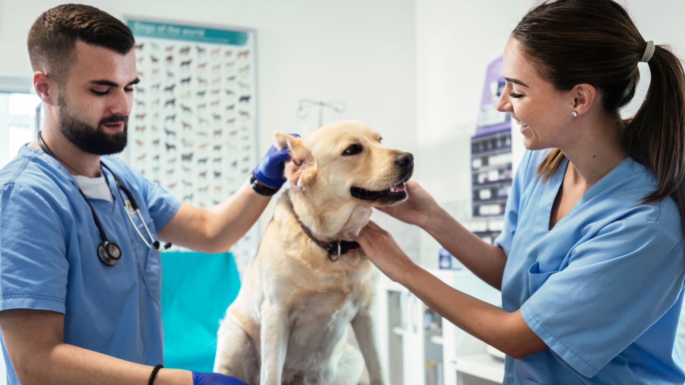 curso de auxiliar técnico veterinario