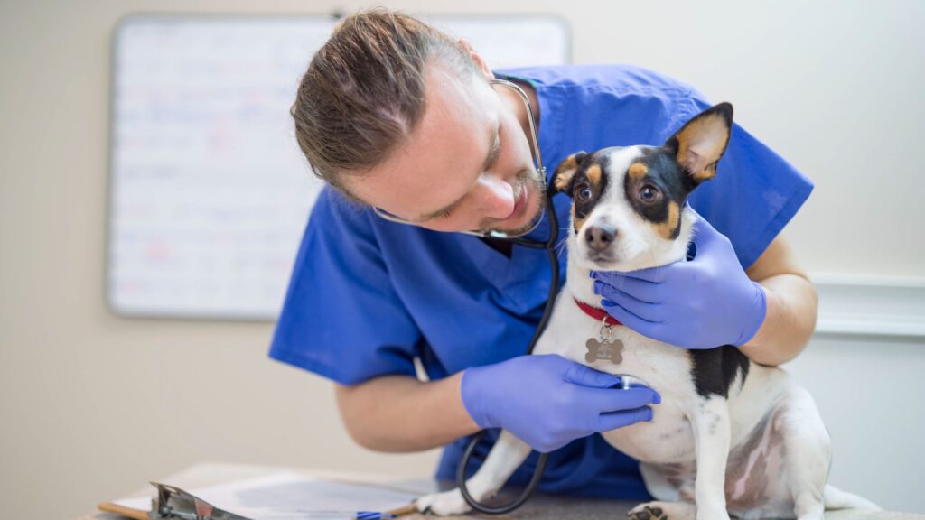 curso de auxiliar técnico veterinario