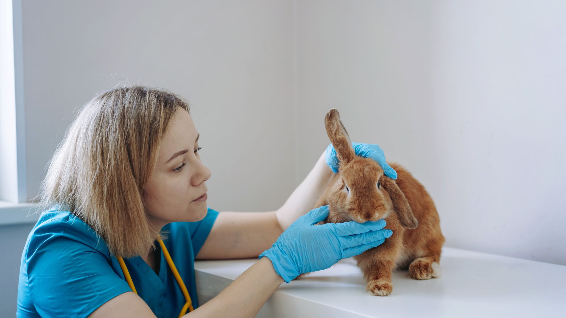 curso de auxiliar técnico veterinario