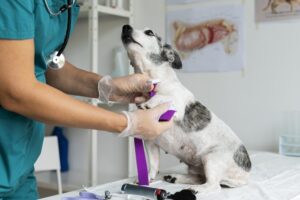 clinica veterinaria el burgo madrid