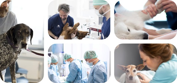 CANIS_I_FELIS HOSPITAL VETERINARIO