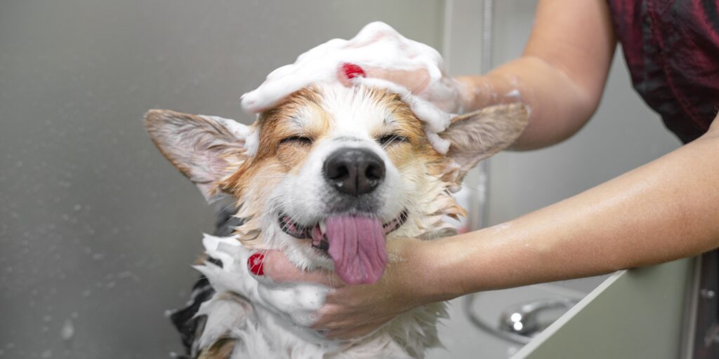 curso peluquería canina