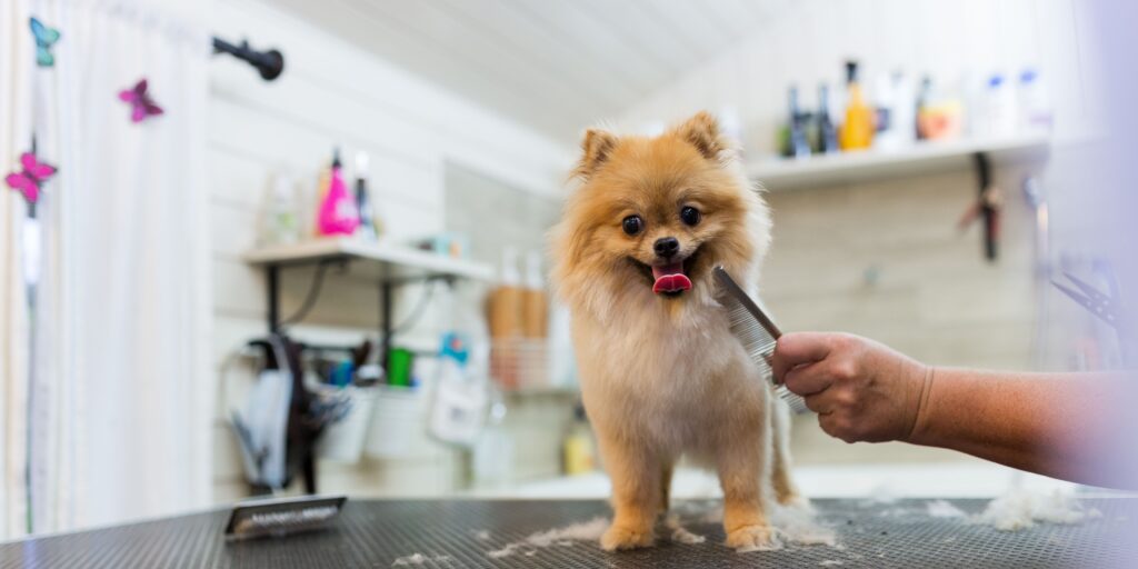 curso peluquería canina