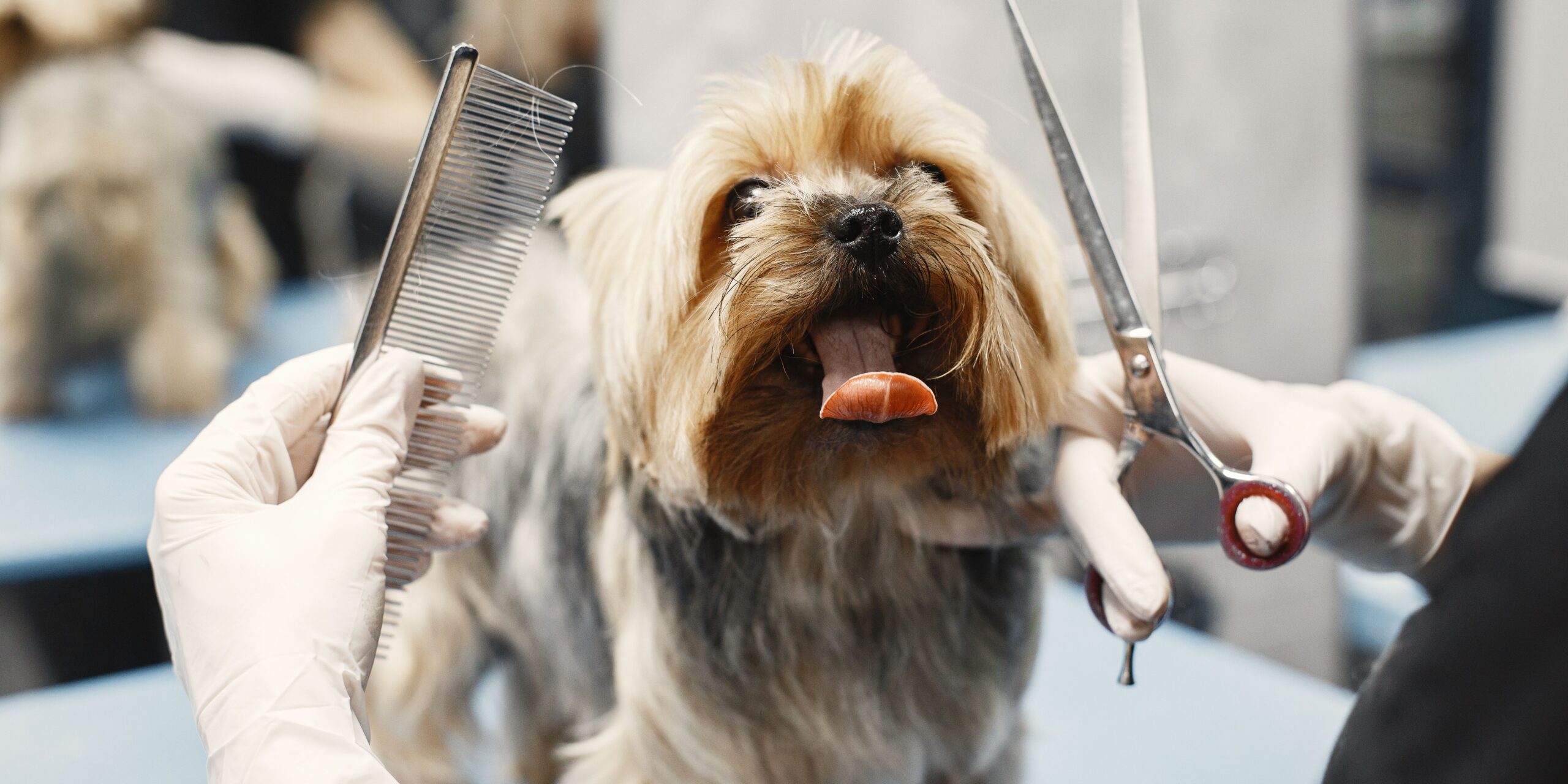 curso peluquería canina