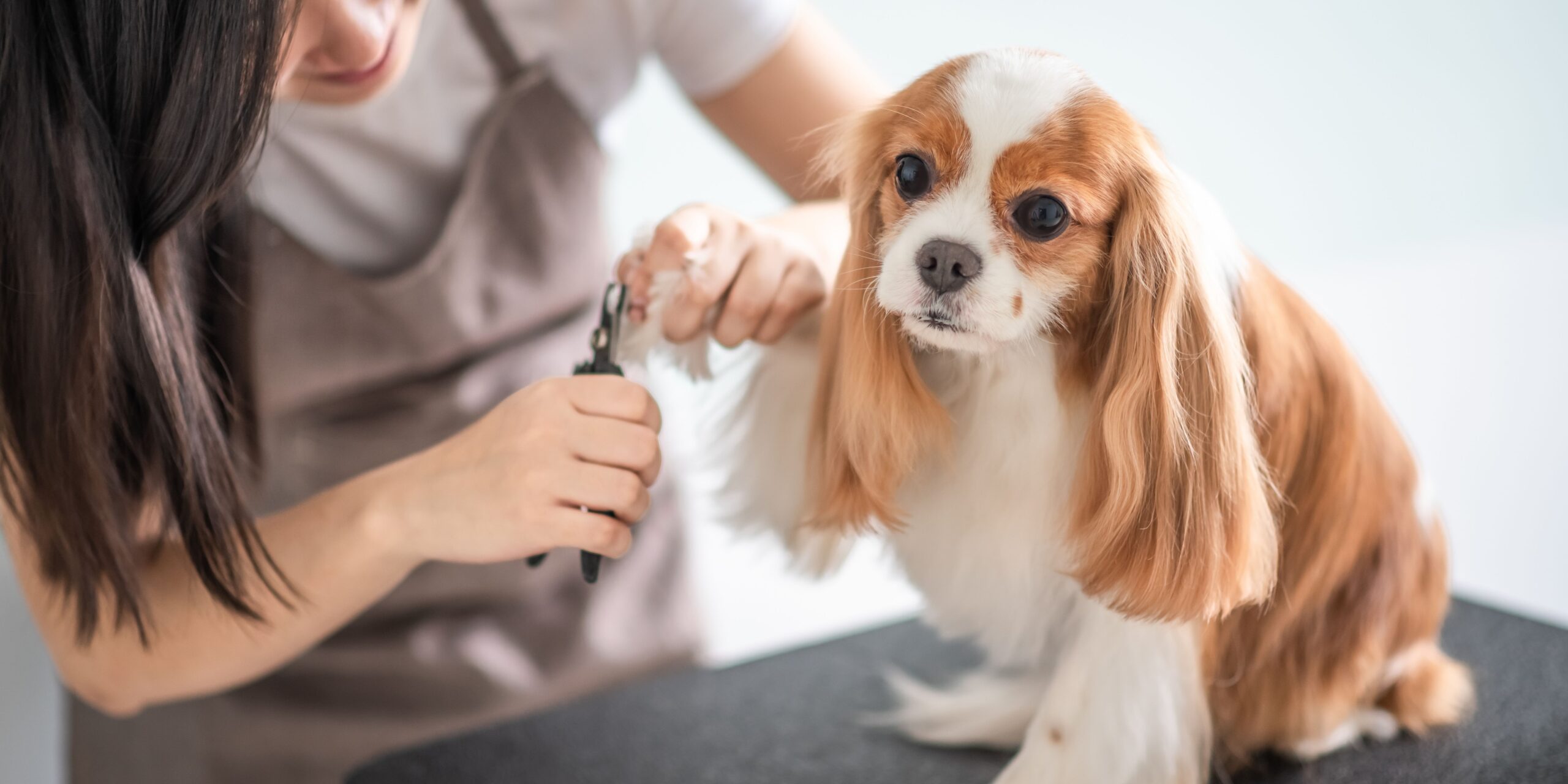 curso peluquería canina