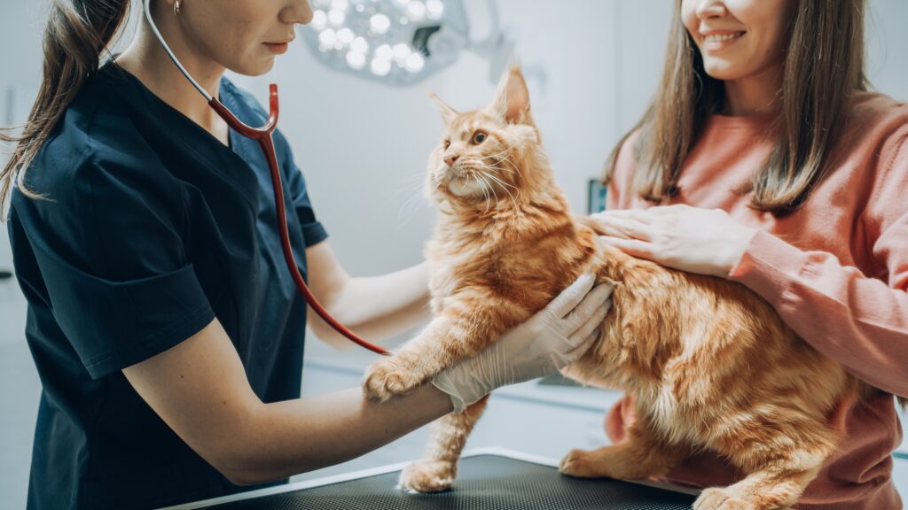auxiliar veterinario atendiendo a gato