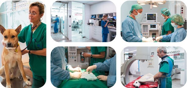 survet hospital veterinario barcelona