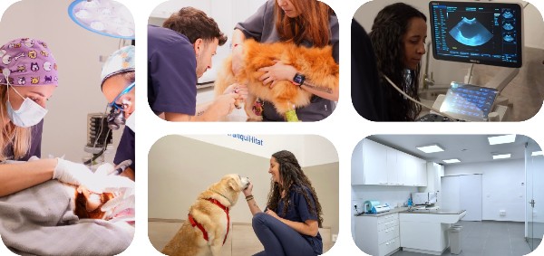 veterinari del Clinic
