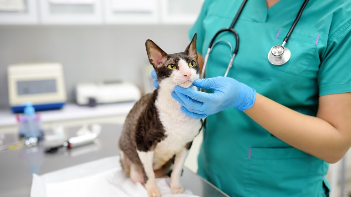 auxiliar tècnico veterinaria