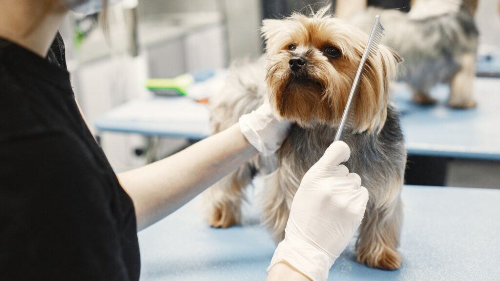 curso de peluquería canina presencial