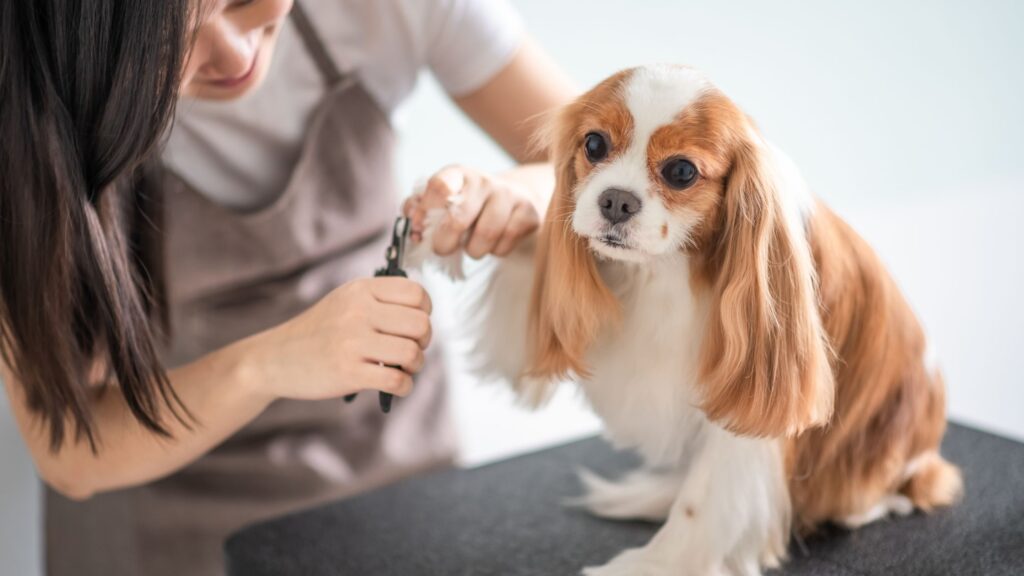 curso de peluquería canina