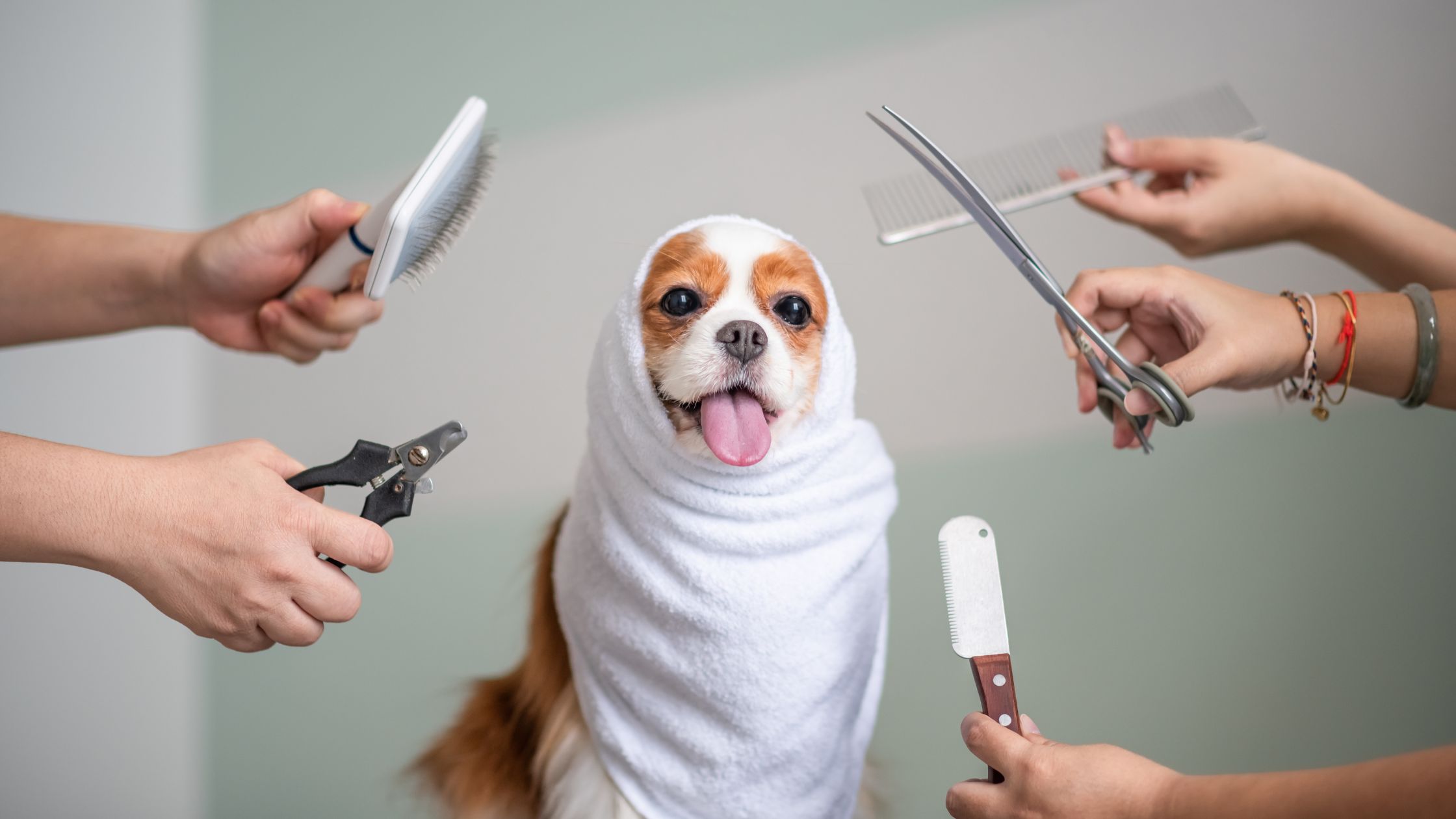 curso de peluquería canina