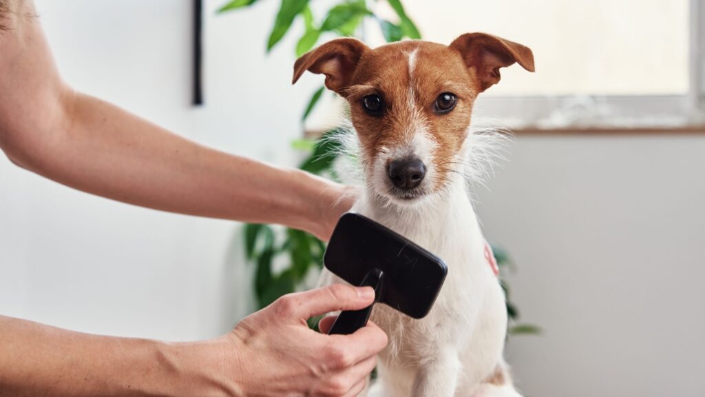 curso de peluquería canina presencial