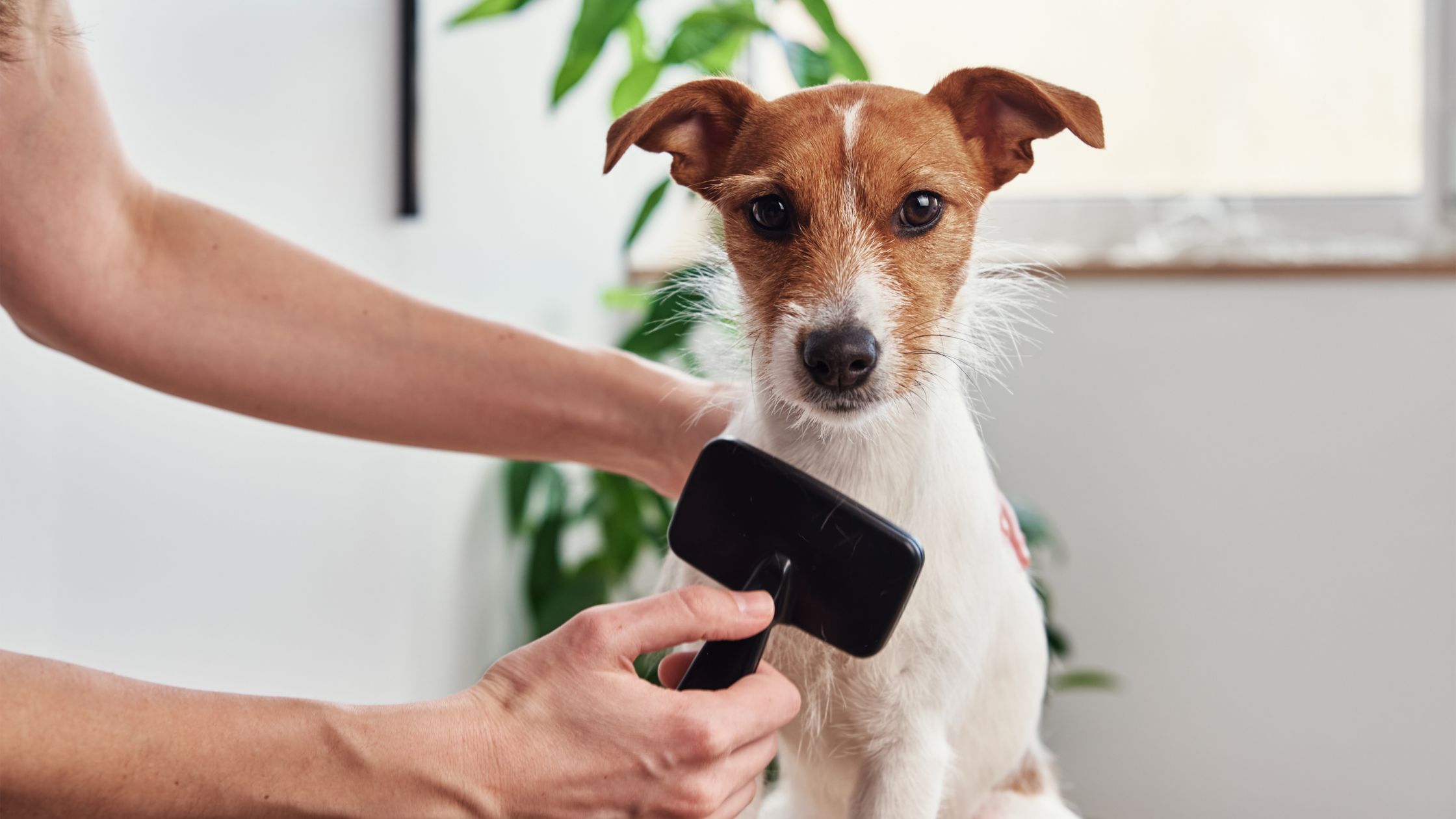 curso de peluquería canina presencial
