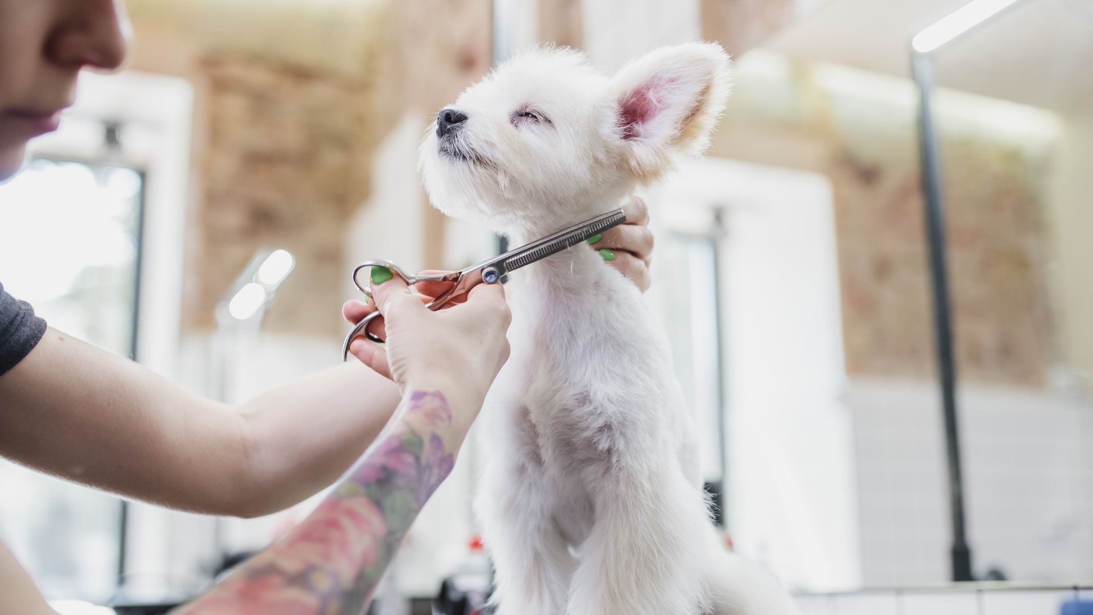 curso de peluquería canina presencial