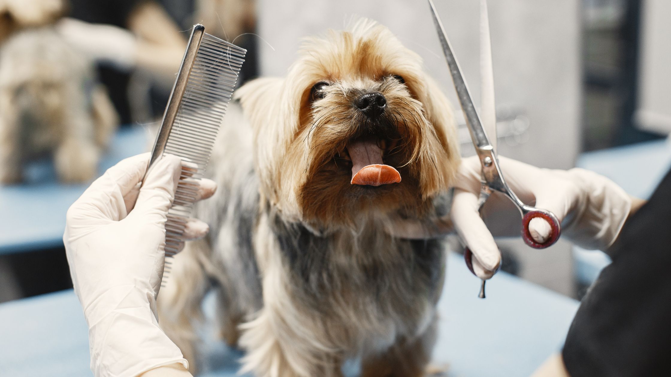 curso de peluquería canina presencial