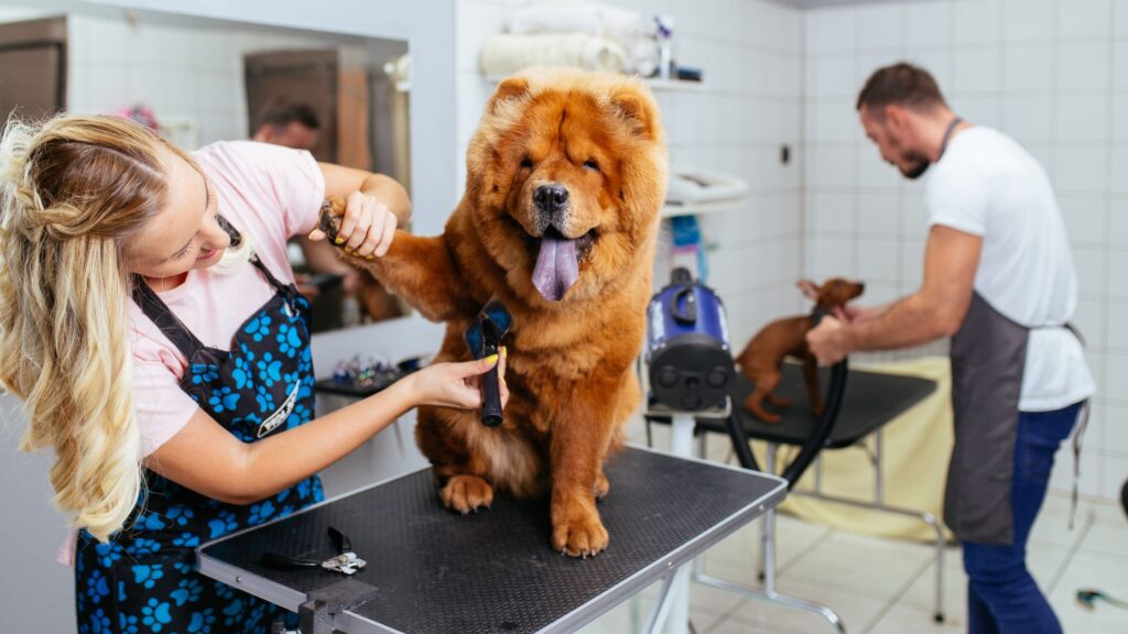 curso de peluquería canina
