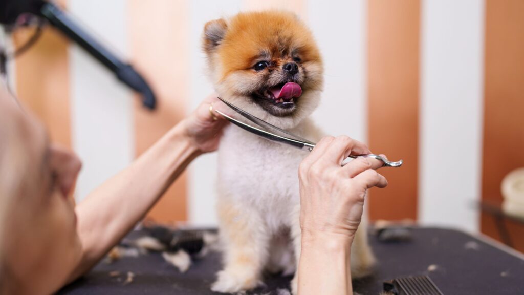 curso de peluquería canina presencial