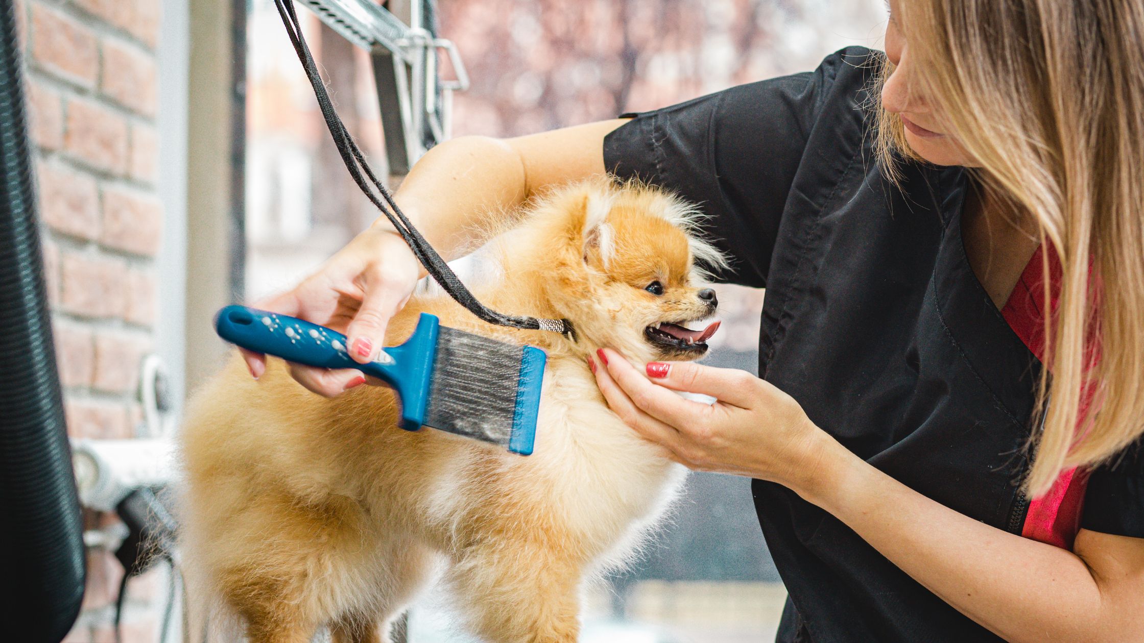 curso de peluquería canina