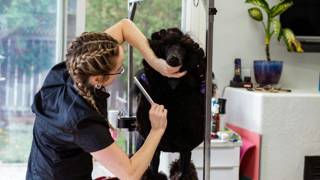 curso de peluquería canina