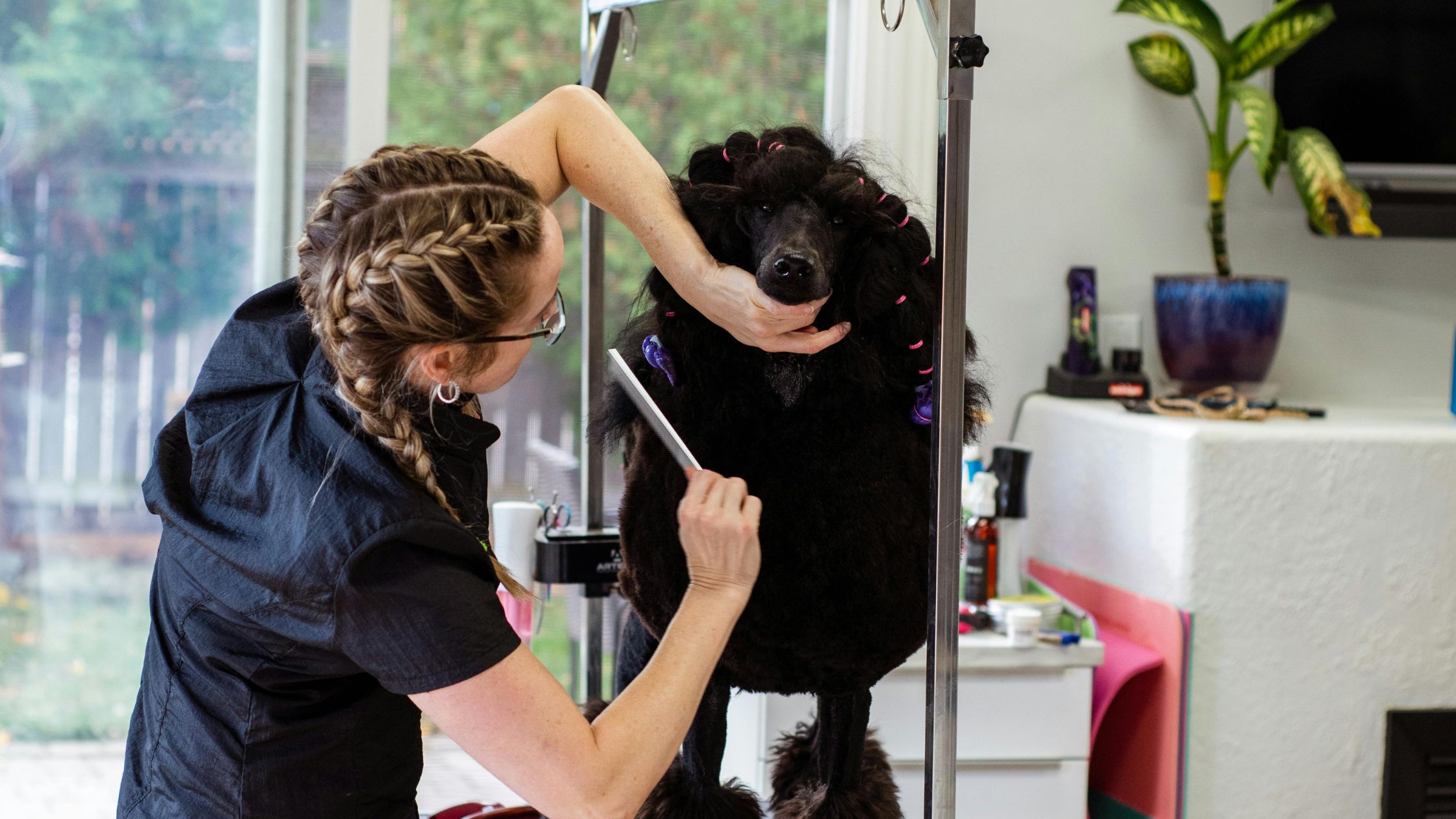 curso de peluquería canina