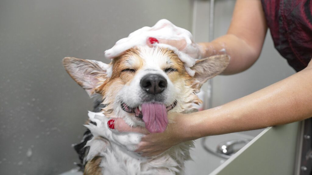 curso de peluquería canina