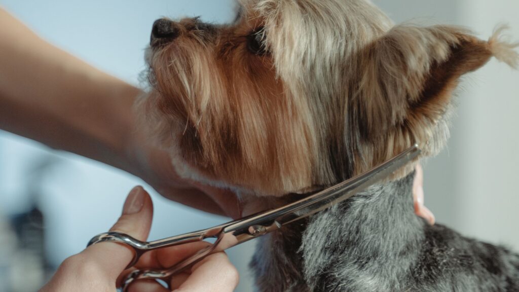 curso de peluquería canina presencial