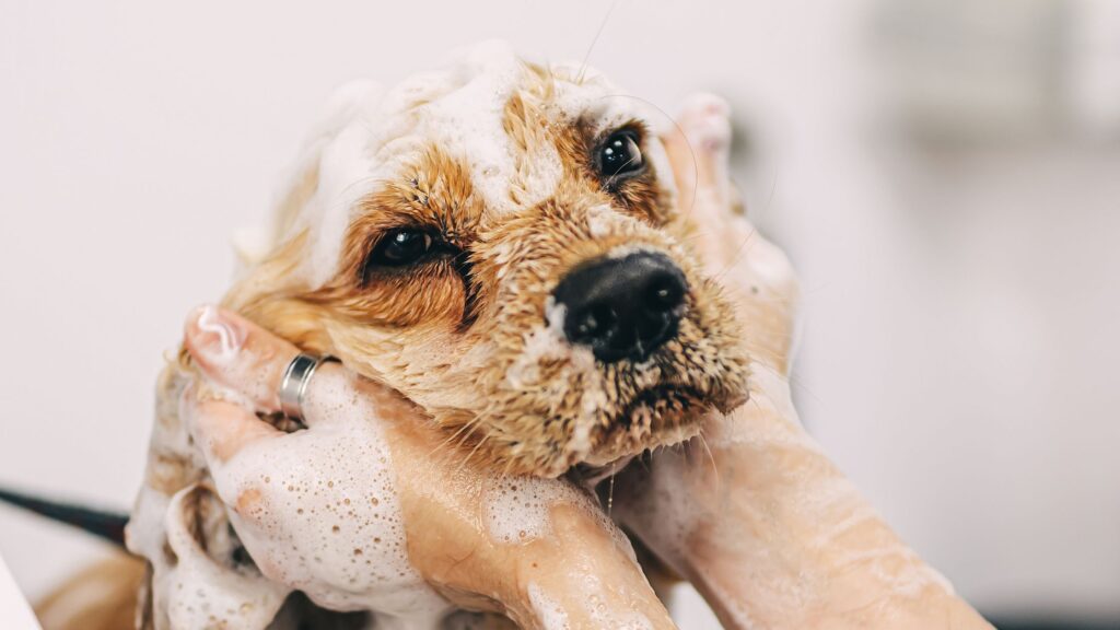 curso peluquería canina barcelona