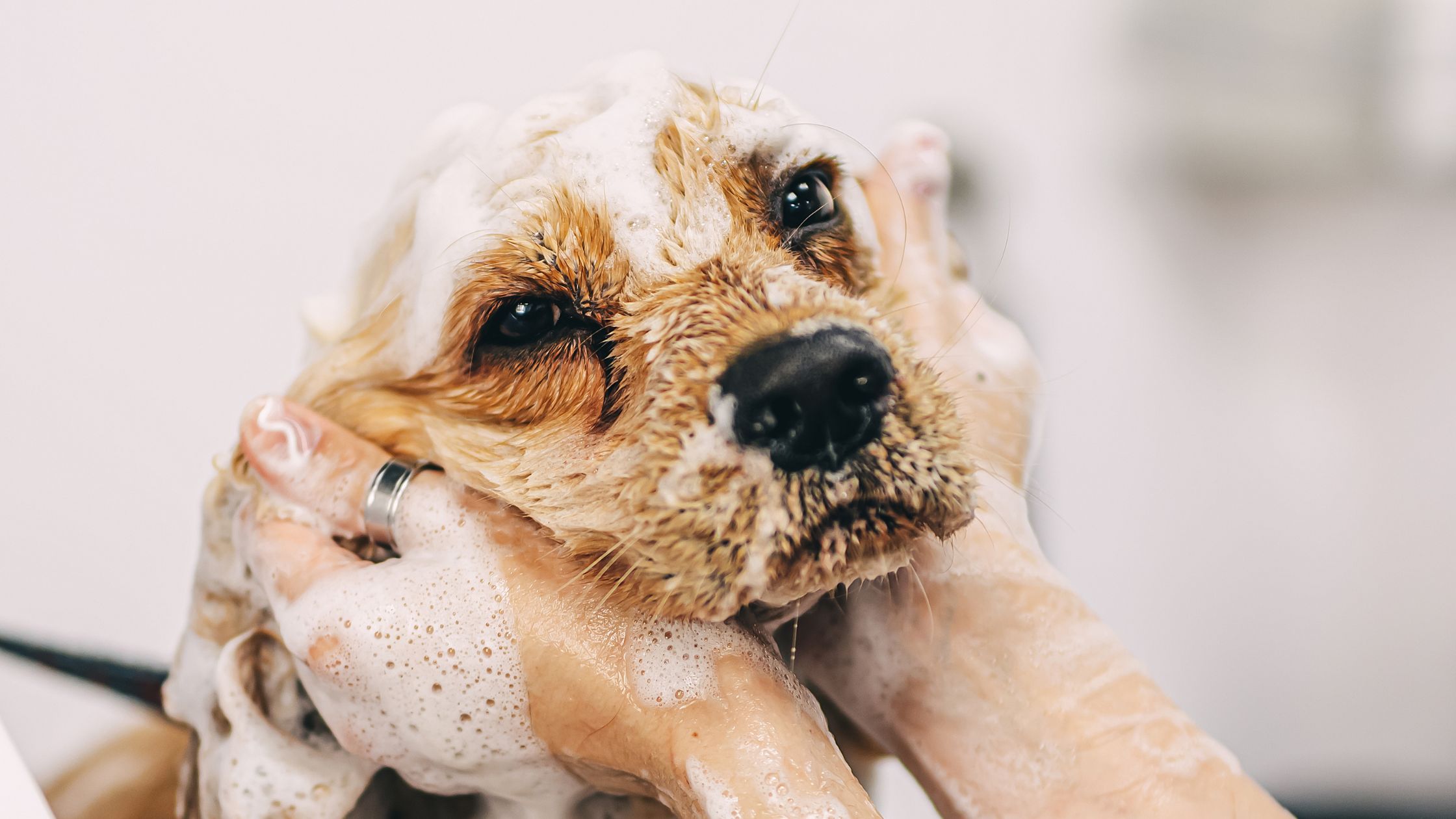 curso peluquería canina barcelona