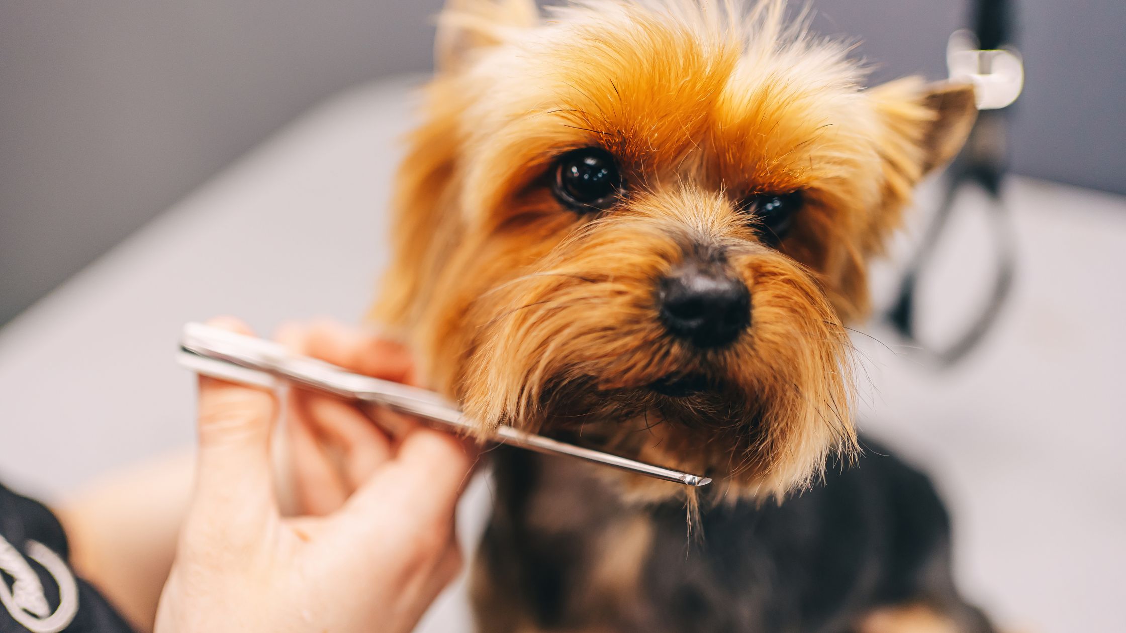 curso peluquería canina Barcelona