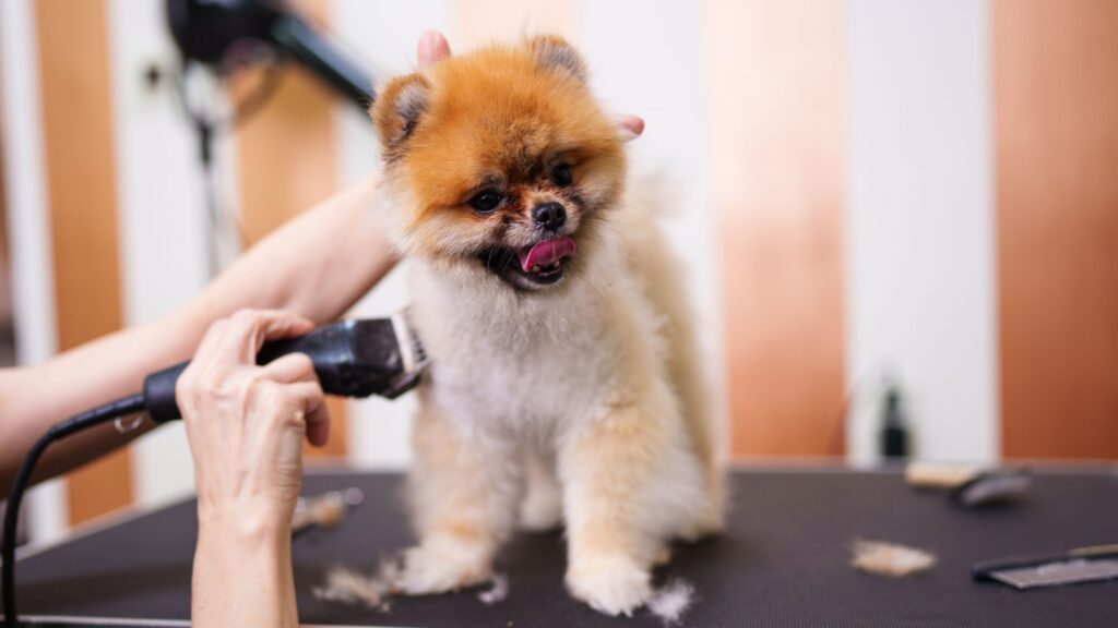 curso peluquería canina Barcelona