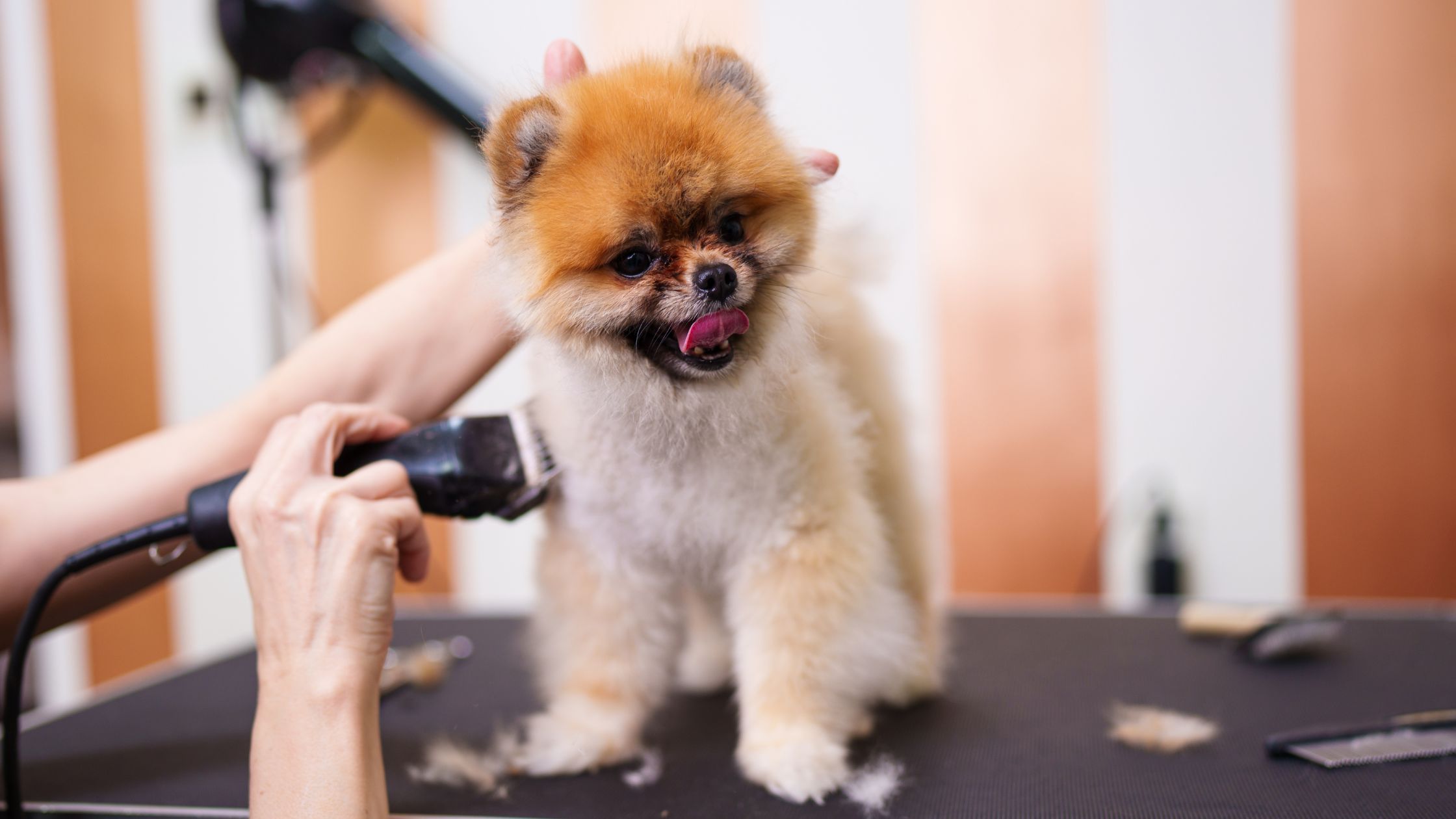curso peluquería canina Barcelona