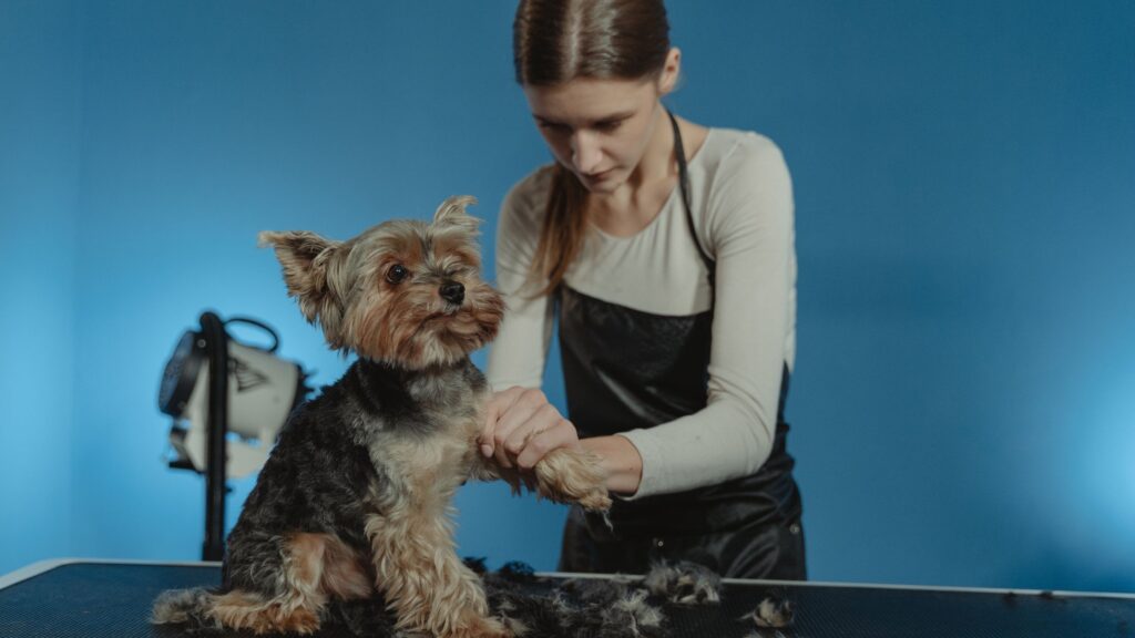 curso peluquería canina Barcelona