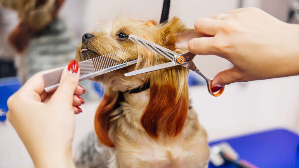 curso peluquería canina Barcelona
