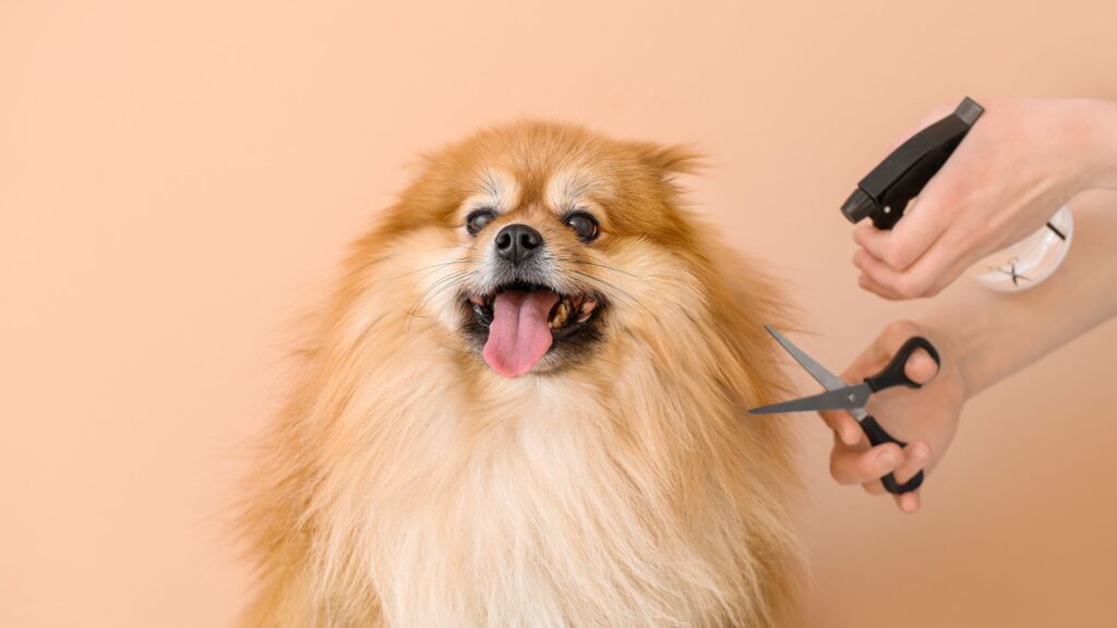 curso peluquería canina Barcelona