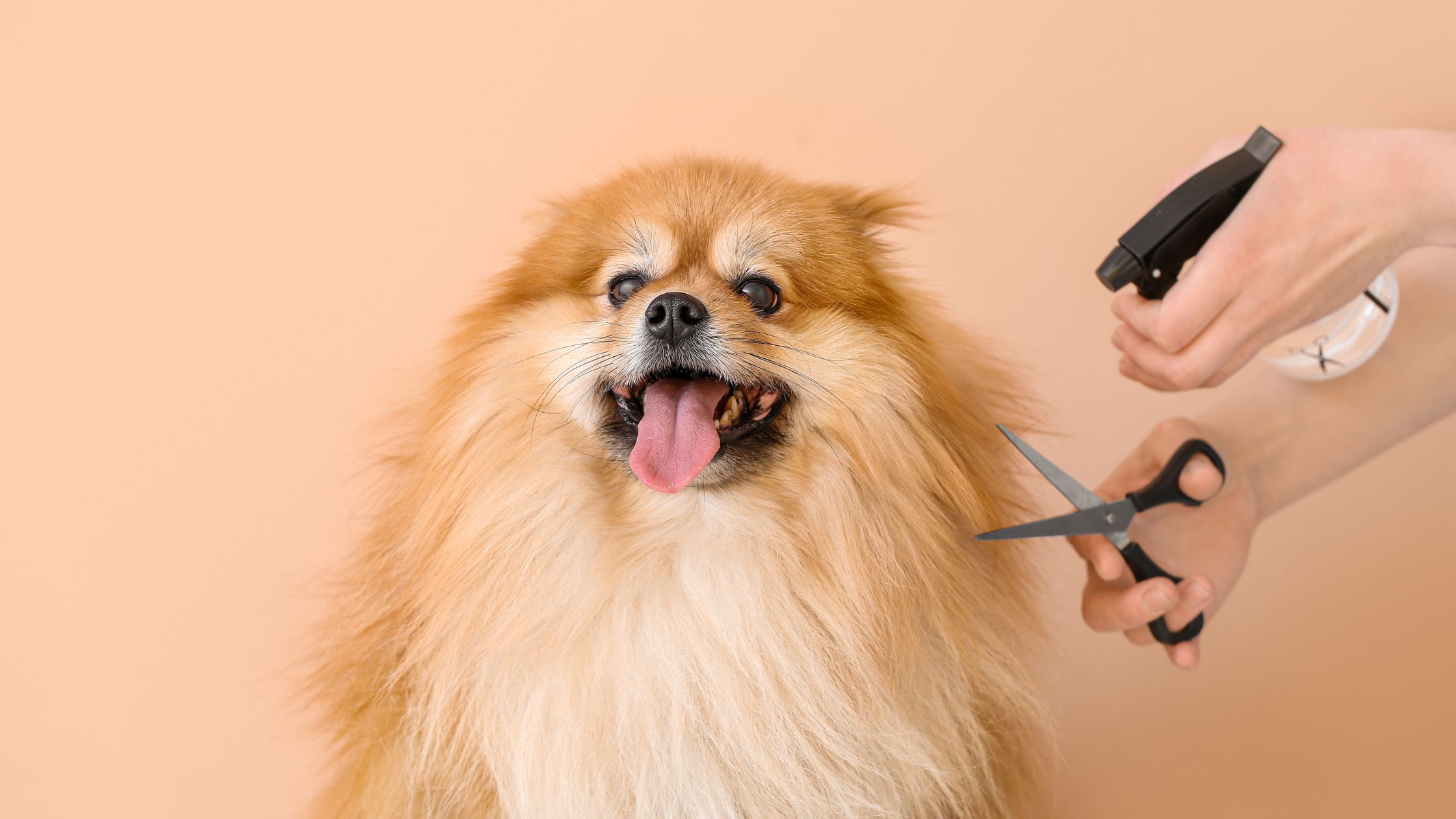 curso peluquería canina Barcelona
