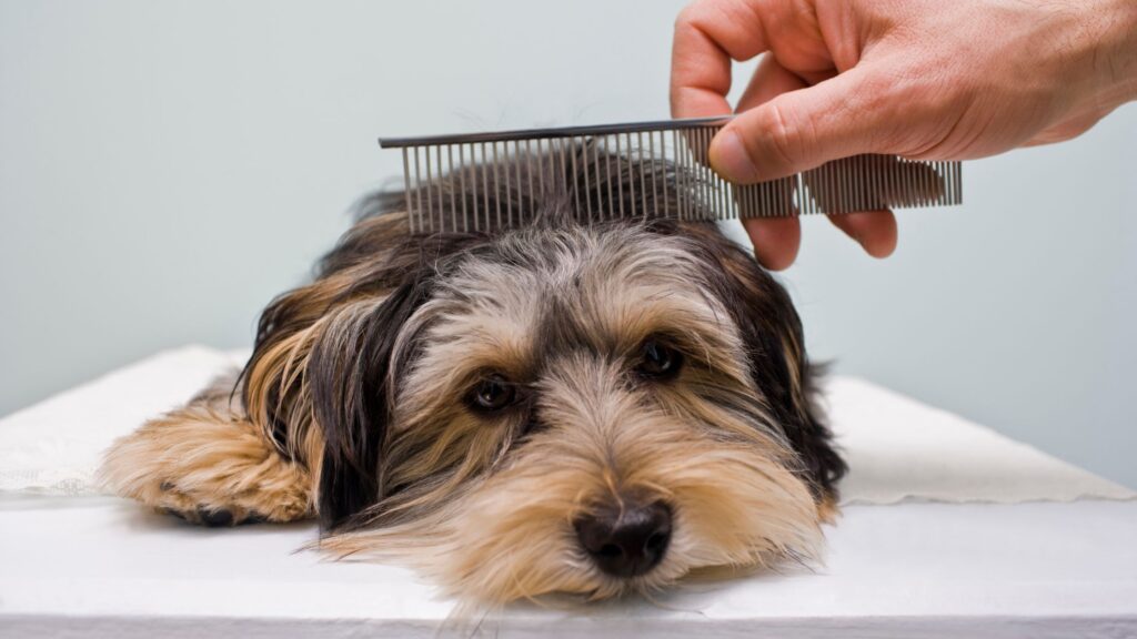 curso peluquería canina Barcelona