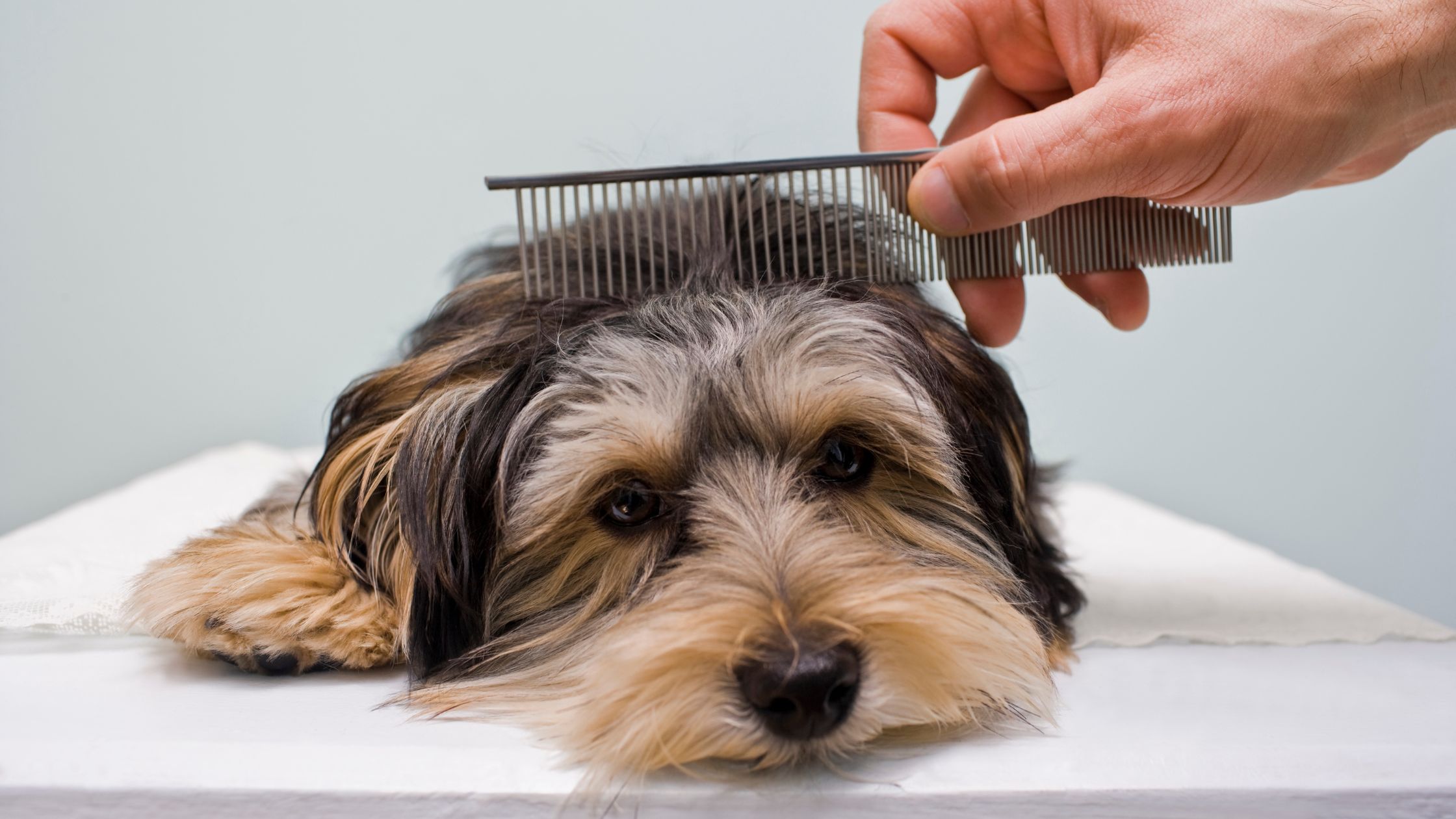 curso peluquería canina Barcelona