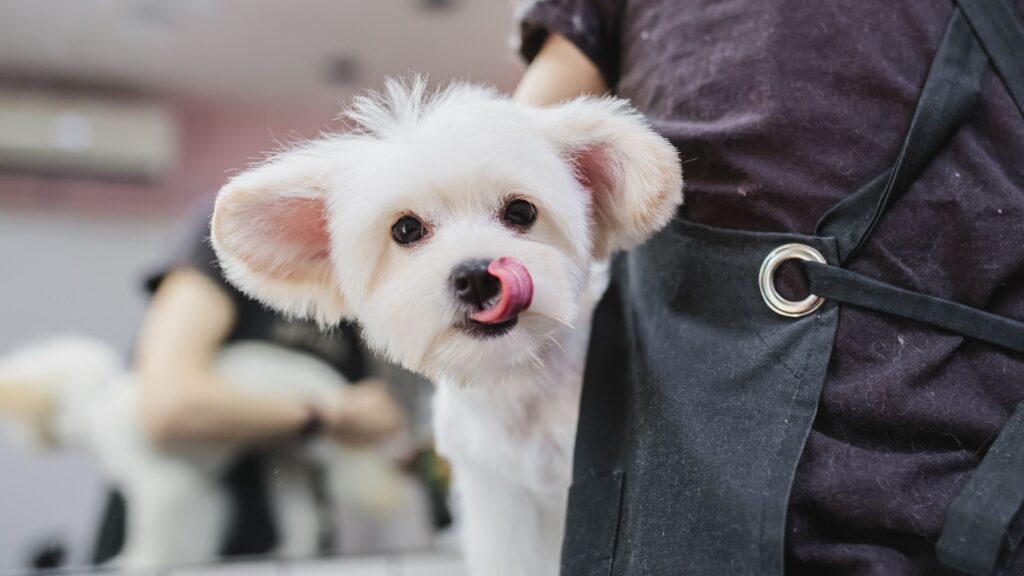 curso peluquería canina Barcelona