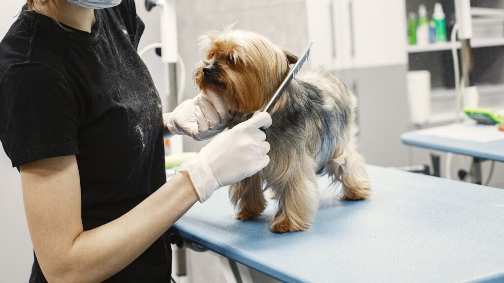 curso peluquería canina Barcelona