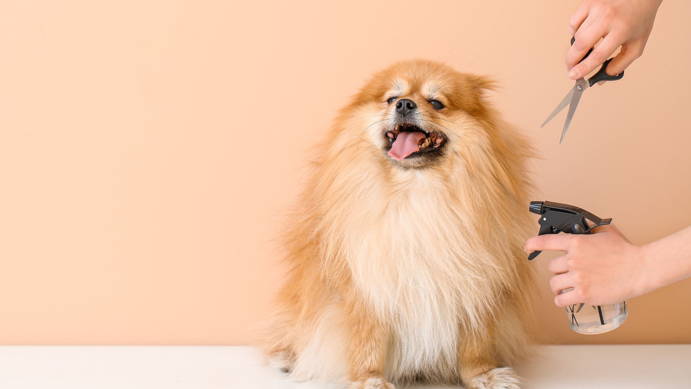 curso peluquería canina Barcelona