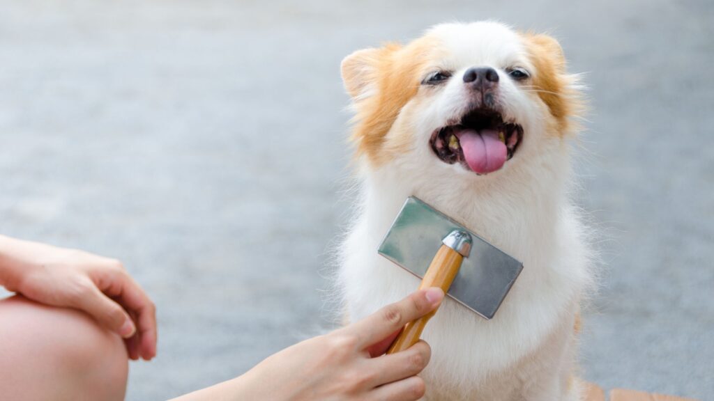 curso peluquería canina Barcelona