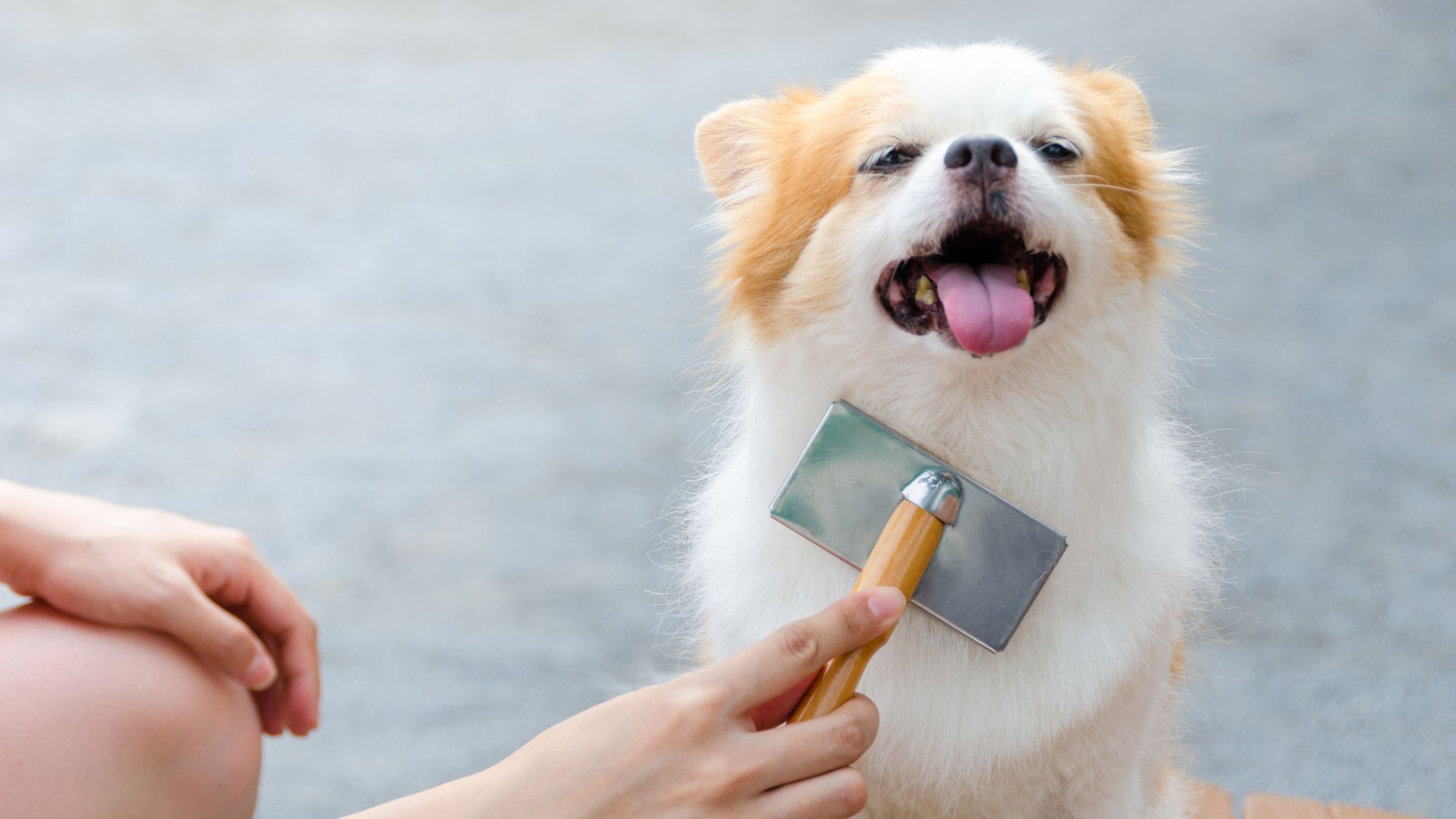 curso peluquería canina Barcelona