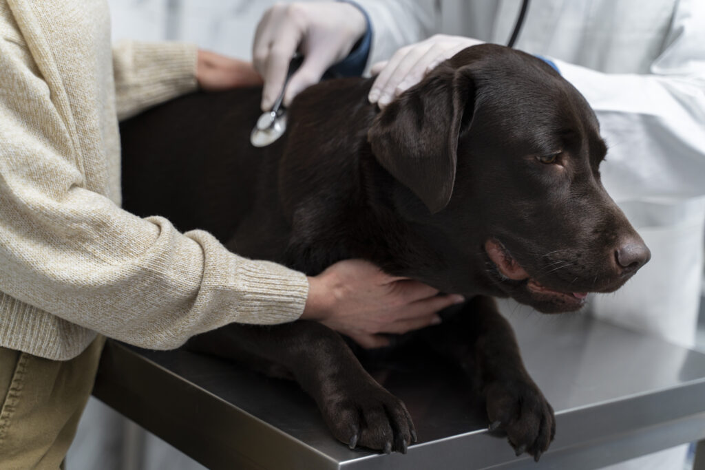 cerrar-doctor-revisando-perro