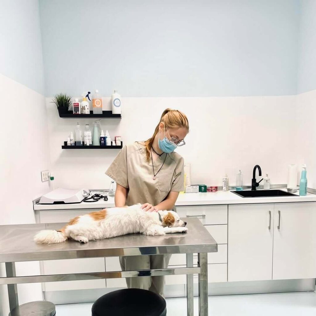 fionetta veterinario alicante elche